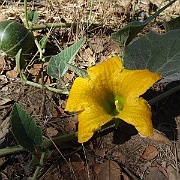cucurbitaceae foetidissima